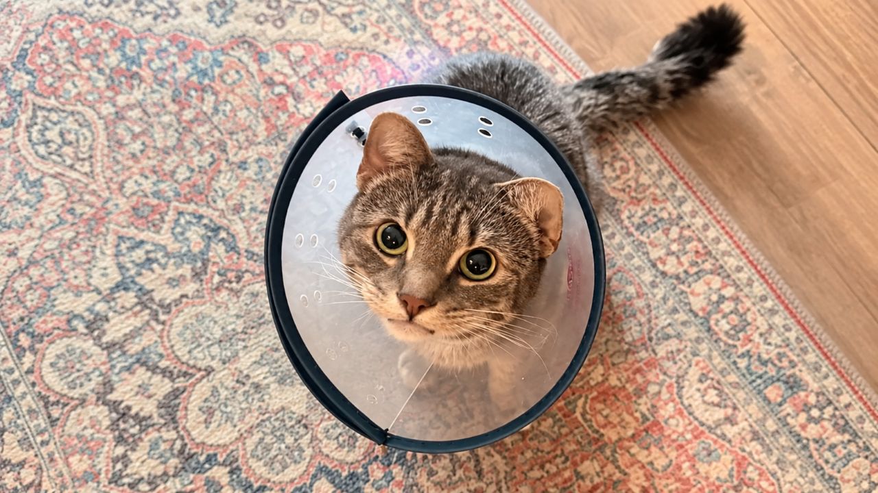 Gato adoece repetidas vezes e preocupa tutores até veterinário descobrir 35 objetos idênticos do dia a dia escondidos dentro de seu estômago