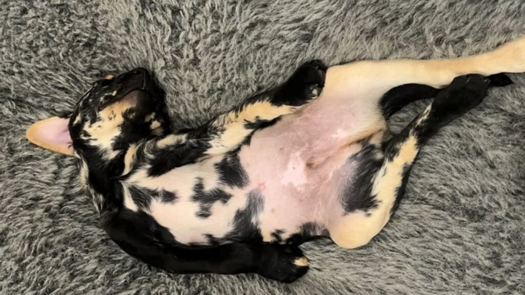 Filhote de Labrador com pelagem rara parece uma mistura de brownie com manteiga de amendoim e encanta pela combinação de cores incomum