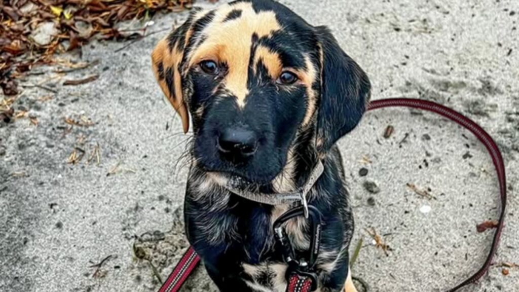 Filhote de Labrador com pelagem rara parece uma mistura de brownie com manteiga de amendoim e encanta pela combinação de cores incomum