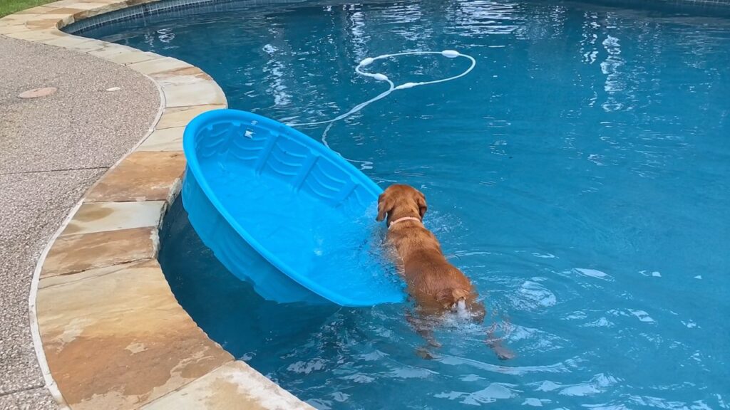 Labradora transforma piscininha em barco improvisado e família surpreende ao realizar seu sonho com um de verdade