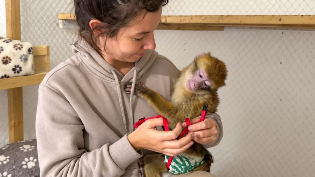 Macaca usada por anos para tirar fotos com turistas é finalmente libertada após 10 meses de luta, e reação ao descobrir a liberdade emociona os responsáveis pelo resgate