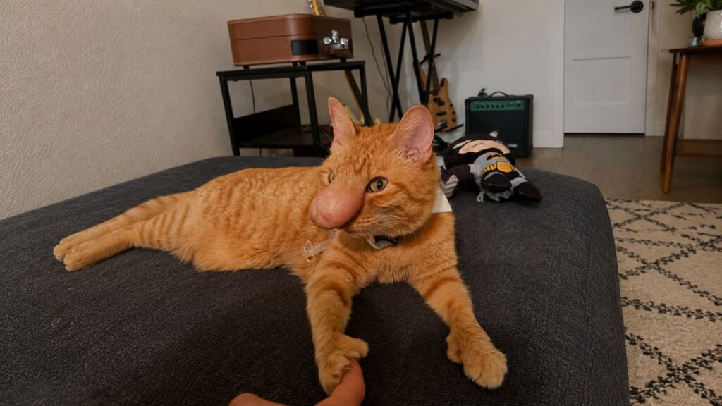 Homem adota gata achando que ela era comum até perceber algo estranho crescendo em seu nariz
