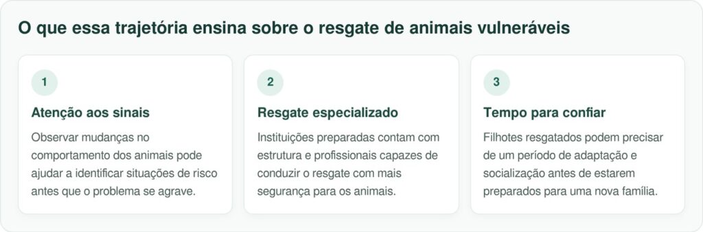Homem encontra gatinha de rua com cacos de vidro presos ao pescoço e atitude desesperada para salvá-la emociona moradores e mobiliza resgate