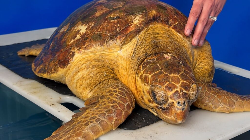 Tartaruga-marinha é encontrada coberta de cracas e passa 92 dias em recuperação antes de ganhar uma nova chance