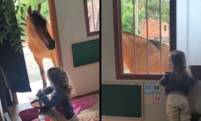 Criança alimenta cavalo na porta de casa e depois o observa pela janela com grades