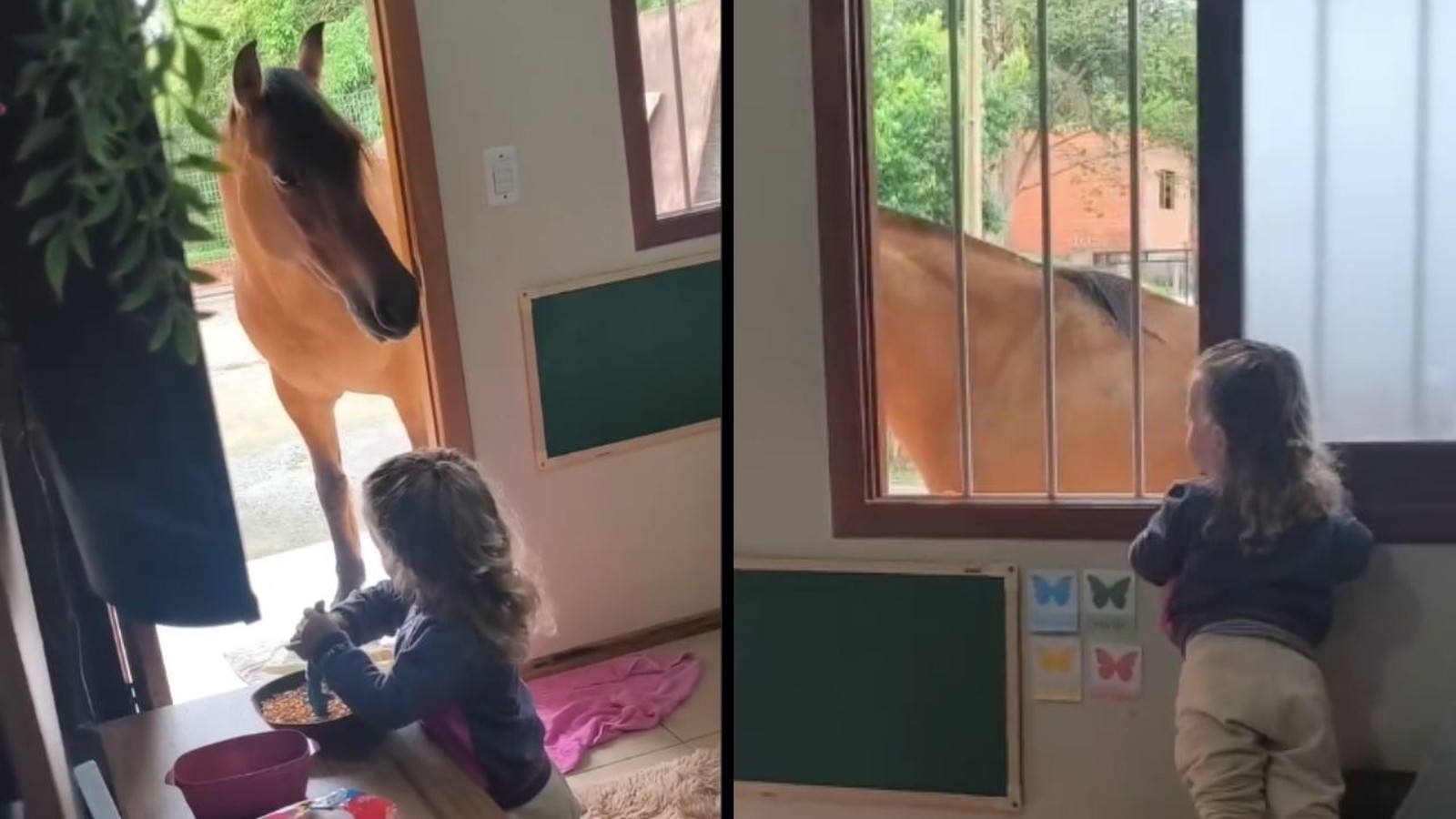 Criança alimenta cavalo na porta de casa e depois o observa pela janela com grades