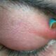 Close-up de pálpebra inflamada e avermelhada com ponta de canudo azul parcialmente visível