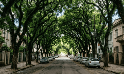 Parece filme, mas fica no Brasil: onde fica a rua mais bonita do mundo, com 156 árvores formando um túnel verde que se tornou a primeira do continente protegida como patrimônio ecológico