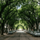 Parece filme, mas fica no Brasil: onde fica a rua mais bonita do mundo, com 156 árvores formando um túnel verde que se tornou a primeira do continente protegida como patrimônio ecológico