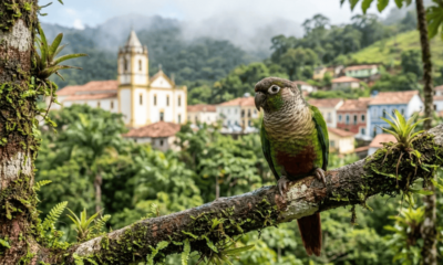 Restavam cerca de 50 aves na serra, mas uma floresta úmida no Nordeste salvou o periquito-cara-suja que hoje ajuda a repovoar outras montanhas