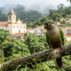 Restavam cerca de 50 aves na serra, mas uma floresta úmida no Nordeste salvou o periquito-cara-suja que hoje ajuda a repovoar outras montanhas