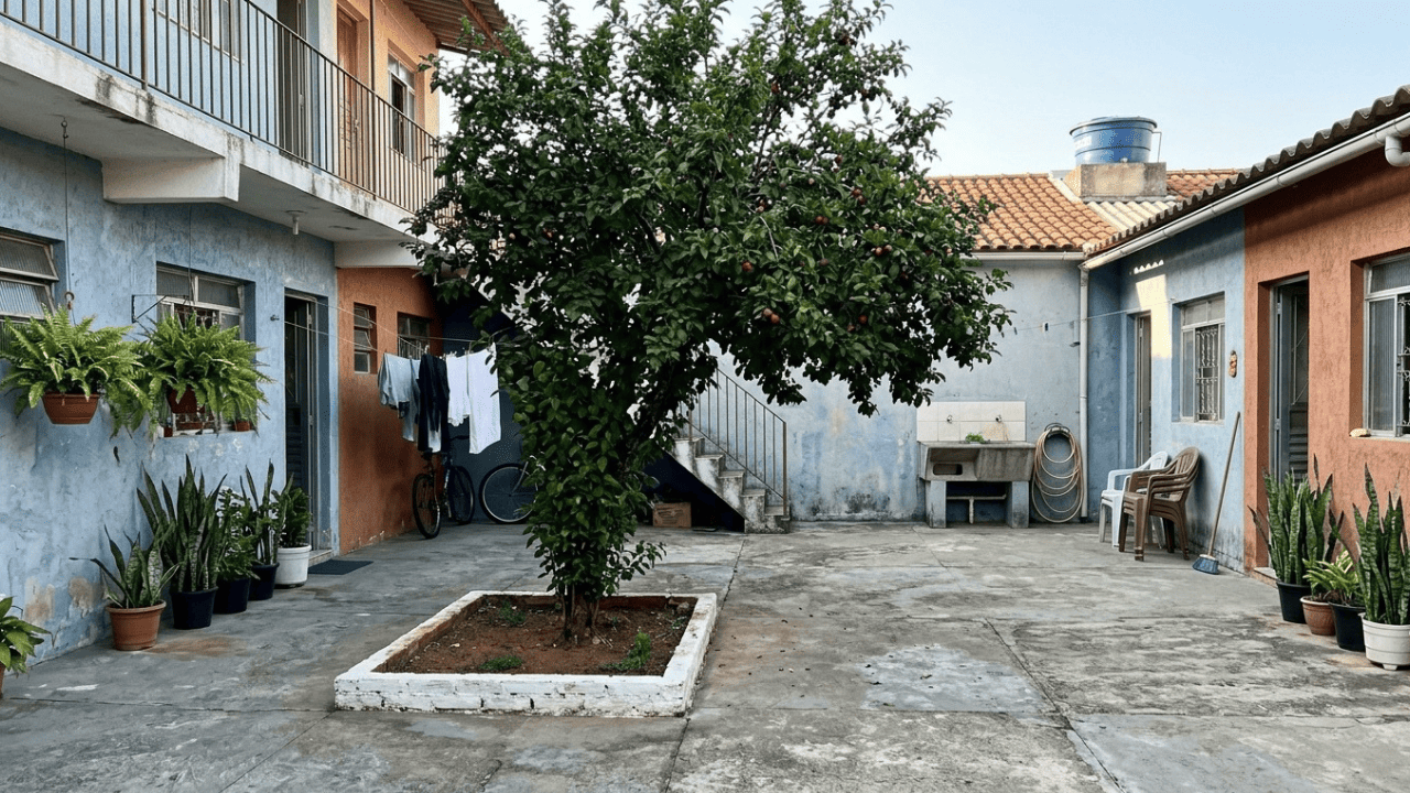 A árvore perfeita para o pátio brasileiro: dá frutos no verão nao estraga o piso e suporta a seca