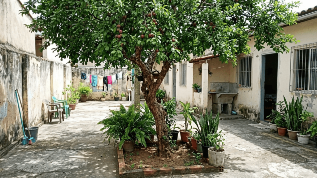 A árvore perfeita para o pátio brasileiro: dá frutos no verão nao estraga o piso e suporta a seca
