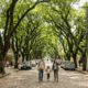 Parece um filme, mas é no Brasil: onde fica a rua mais bonita do planeta, entre 156 árvores que formam um túnel verde e a tornaram a primeira do continente protegida como patrimônio ecológico