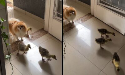 Cachorro pomeranian laranja e branco observa três filhotes de ganso em chão de azulejo claro