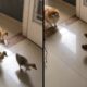 Cachorro pomeranian laranja e branco observa três filhotes de ganso em chão de azulejo claro