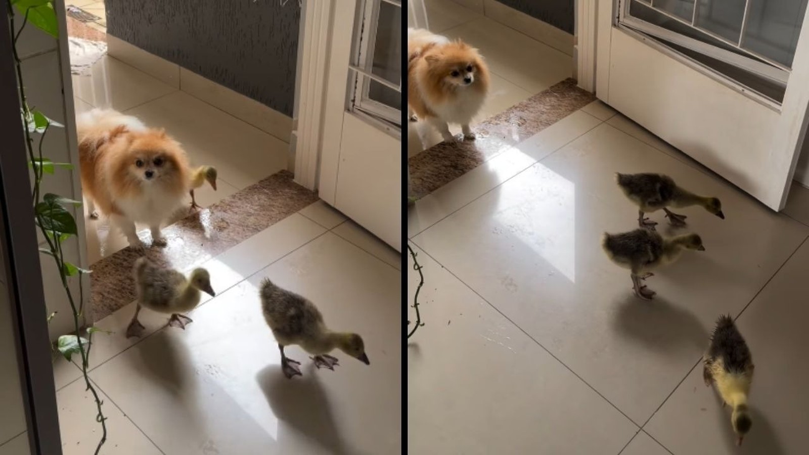 Cachorro pomeranian laranja e branco observa três filhotes de ganso em chão de azulejo claro