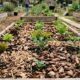 Canteiro de horta elevado com plantas jovens e solo coberto por folhas secas e lascas