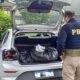 Dois policiais da PRF inspecionam porta-malas de carro prateado com grandes sacos