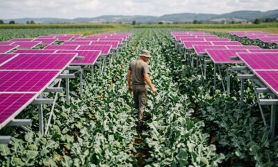 Homem de chapéu caminha por plantação de brócolis entre painéis solares magenta elevados