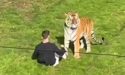Homem agachado em gramado verde com tigre grande parado à sua frente