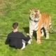 Homem agachado em gramado verde com tigre grande parado à sua frente