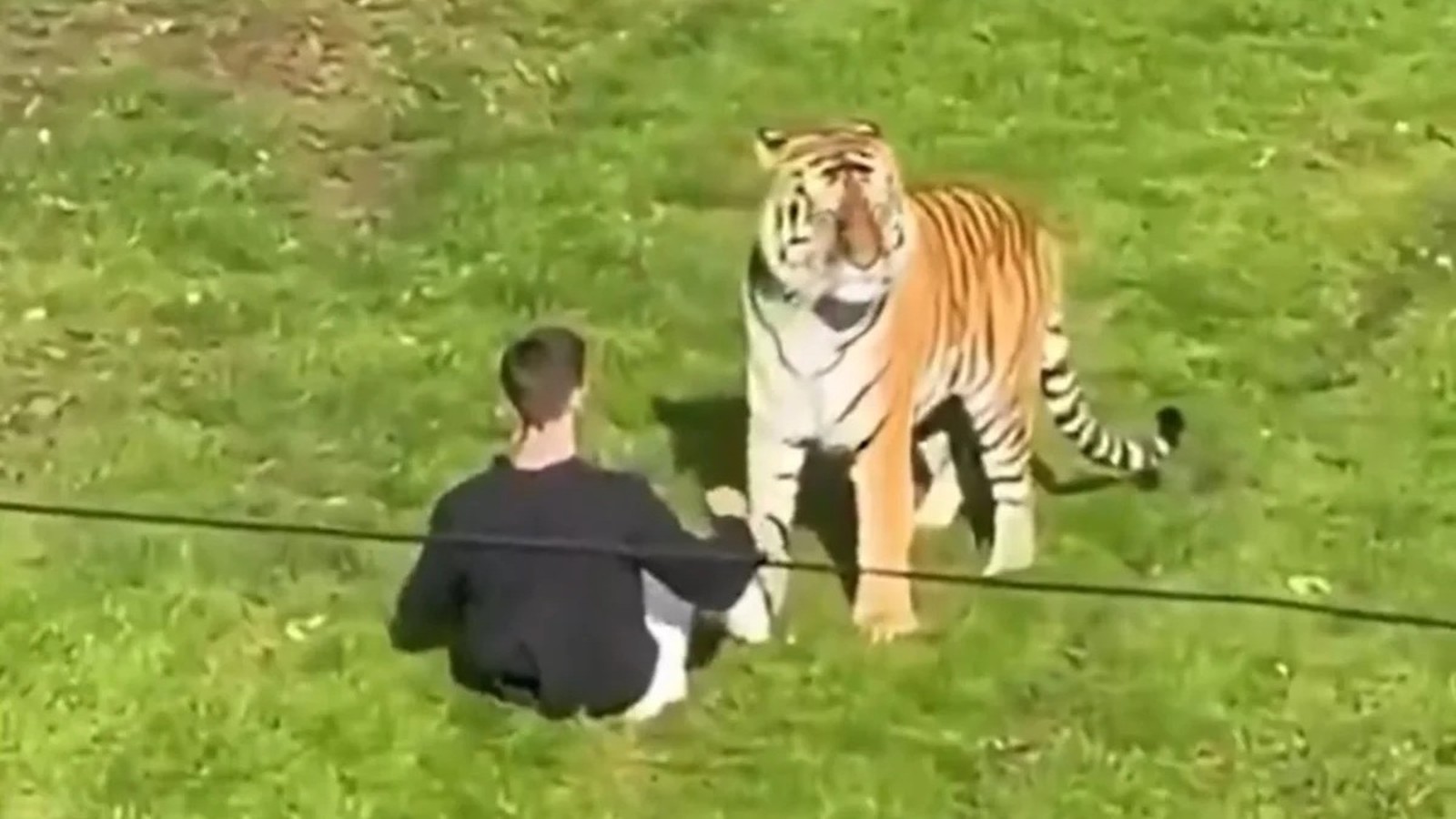 Homem agachado em gramado verde com tigre grande parado à sua frente