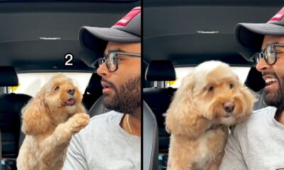 Homem de boné e óculos e cockapoo loiro em carro, com o número 2
