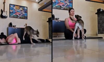 Mulher de rosa fazendo yoga, cão pulando nas costas dela em duas cenas, dentro de casa