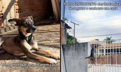 Duas imagens: cachorro deitado calmamente no chão e saltando um portão