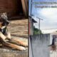 Duas imagens: cachorro deitado calmamente no chão e saltando um portão