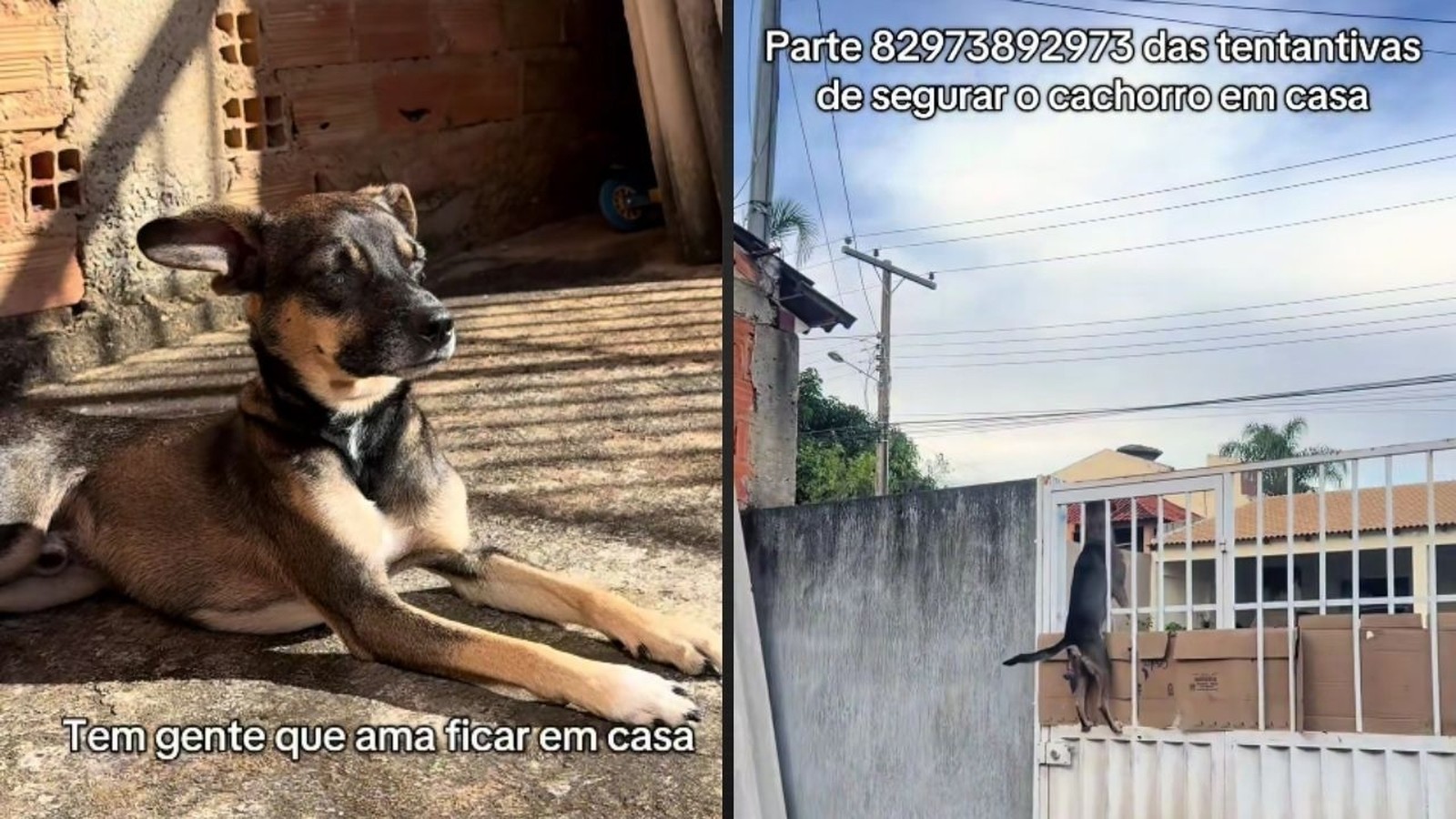 Duas imagens: cachorro deitado calmamente no chão e saltando um portão