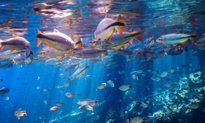 Cardume de peixes com barbatanas alaranjadas nadando em água azul cristalina
