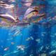 Cardume de peixes com barbatanas alaranjadas nadando em água azul cristalina
