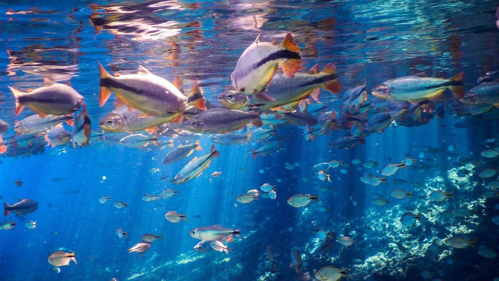 Cardume de peixes com barbatanas alaranjadas nadando em água azul cristalina