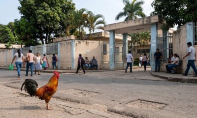 Galo colorido na rua em frente a um hospital com pessoas andando e sentadas