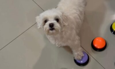 Cachorro maltês branco com pata em botão sonoro roxo, outros botões coloridos no chão