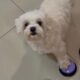 Cachorro maltês branco com pata em botão sonoro roxo, outros botões coloridos no chão