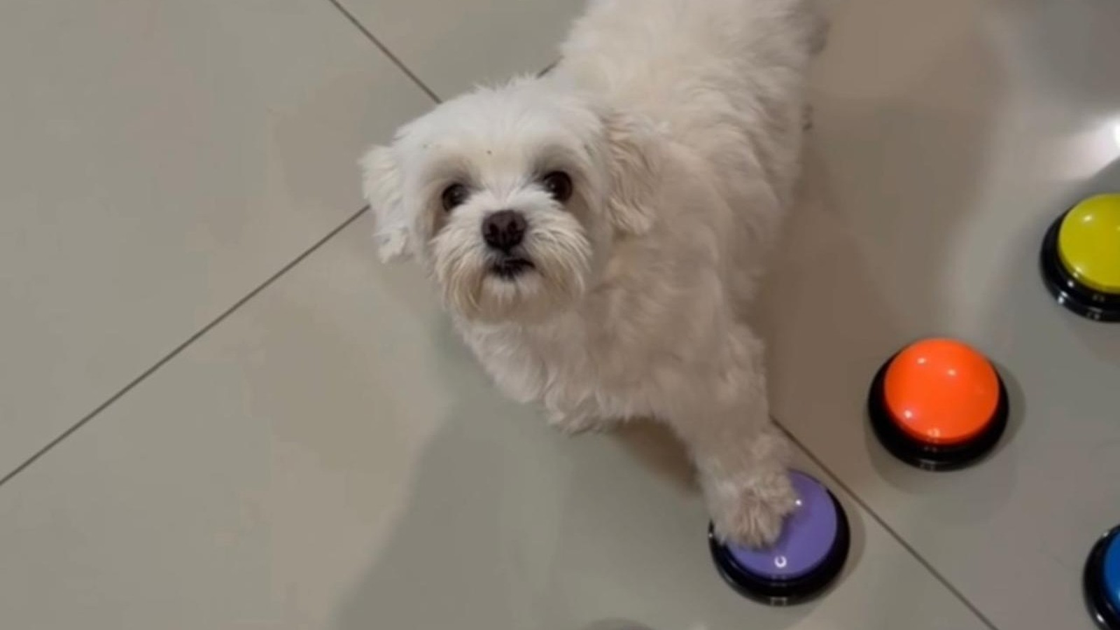 Cachorro maltês branco com pata em botão sonoro roxo, outros botões coloridos no chão
