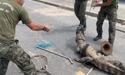 Três homens uniformizados seguram um jacaré amarrado com cordas em uma rua