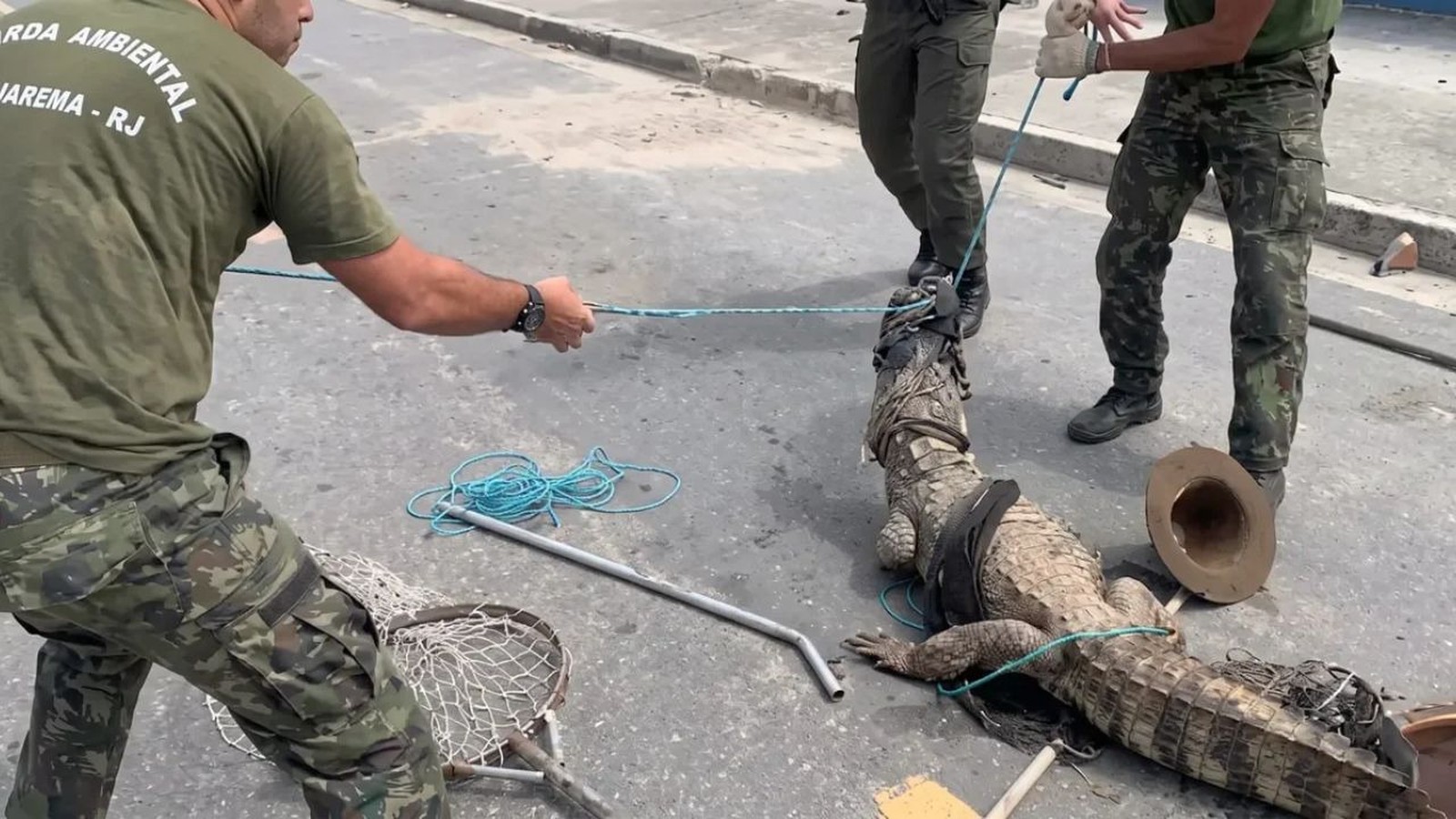 Três homens uniformizados seguram um jacaré amarrado com cordas em uma rua