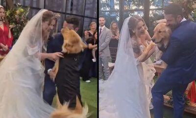 Noivos, vestidos de casamento, abraçam um golden retriever no altar, com convidados ao fundo.