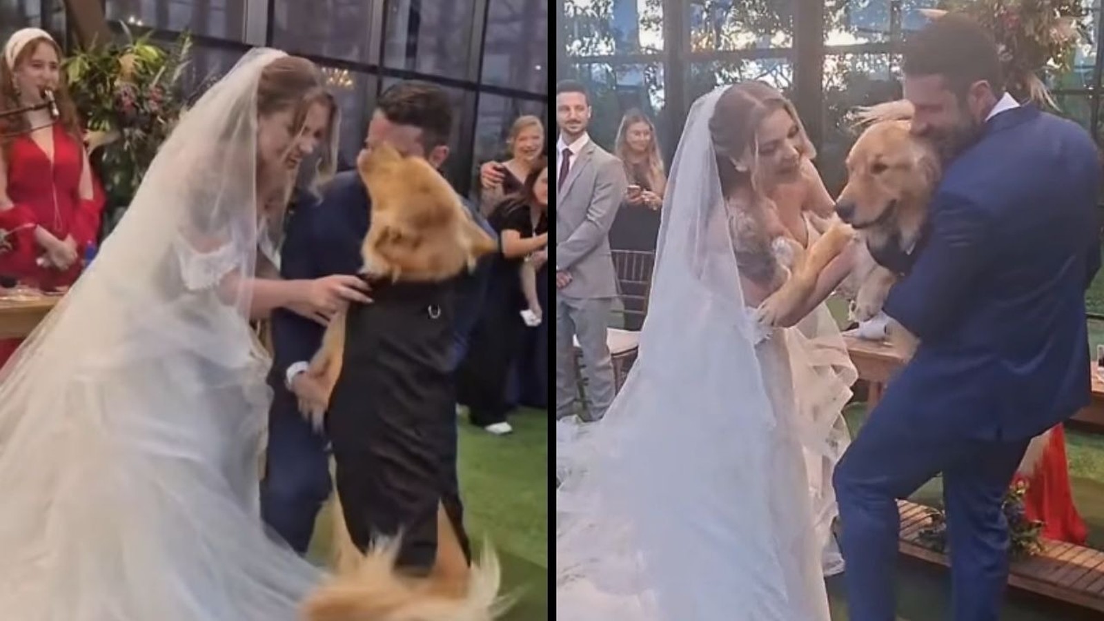 Noivos, vestidos de casamento, abraçam um golden retriever no altar, com convidados ao fundo.