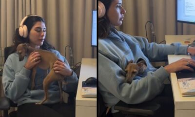 Mulher com fones trabalha no computador, cachorro pequeno no casaco canguru, mesa e monitor