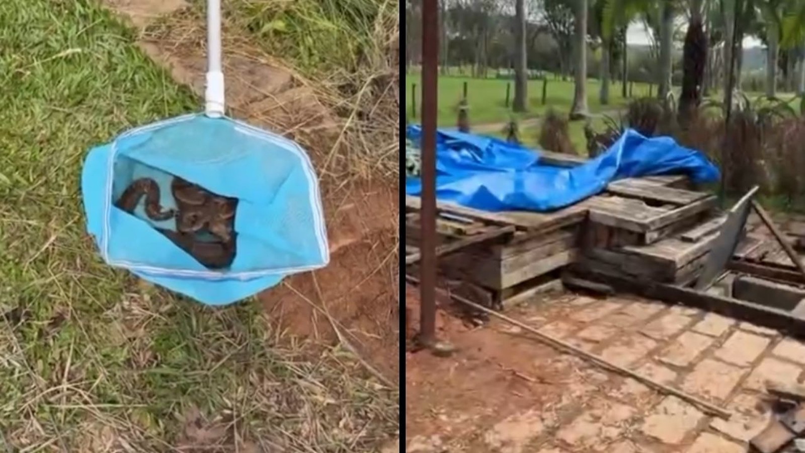 Na esquerda, rede azul com cobras; na direita, área externa com entulho e lona azul