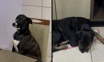 Um cão preto e branco senta em cadeira de jantar, outro cão preto dorme no chão