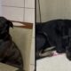 Um cão preto e branco senta em cadeira de jantar, outro cão preto dorme no chão