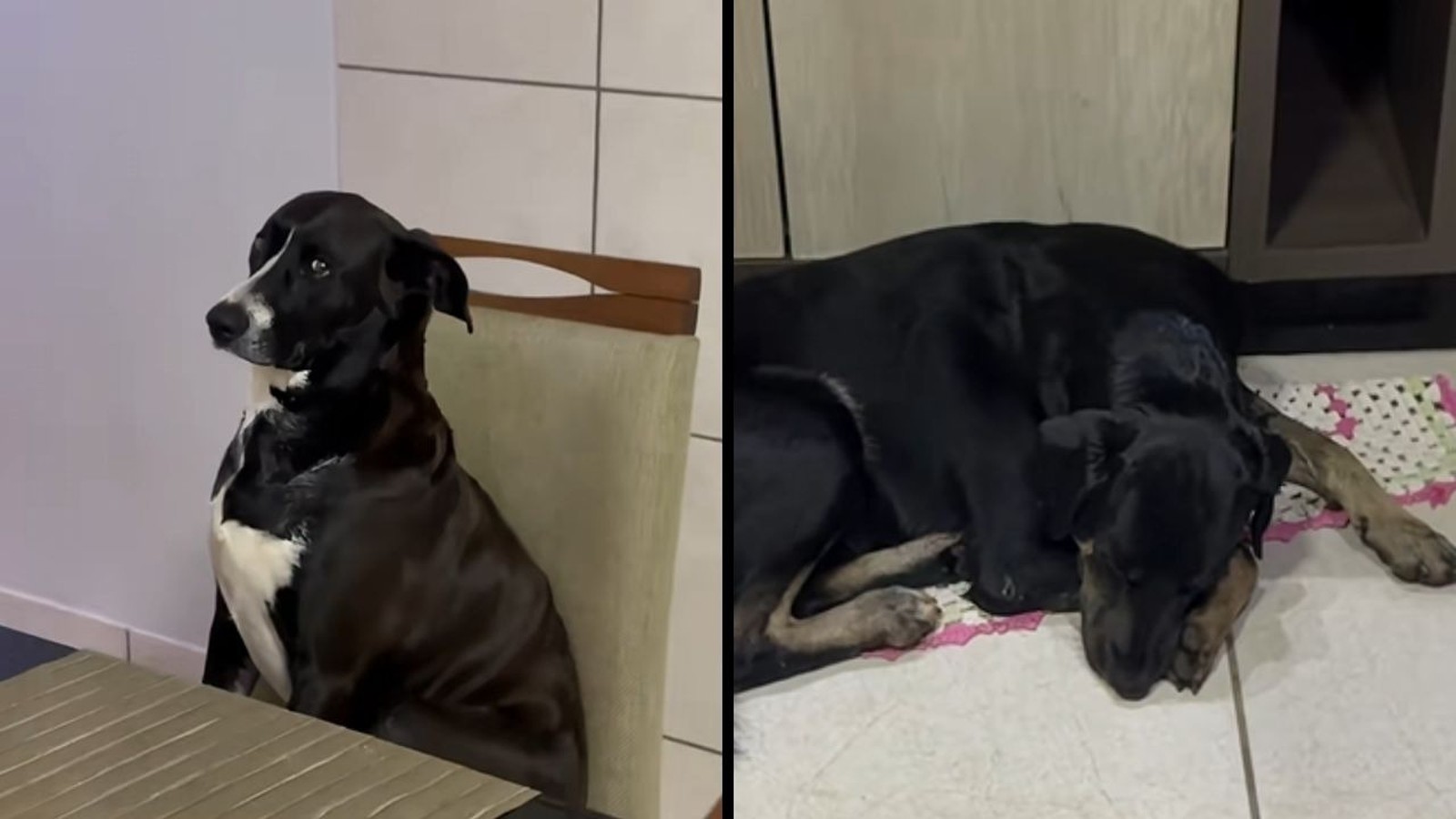 Um cão preto e branco senta em cadeira de jantar, outro cão preto dorme no chão
