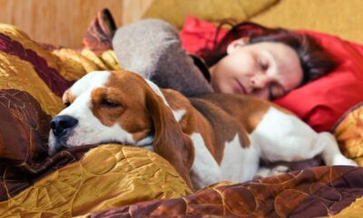 Cão beagle dormindo na cama ao lado de uma mulher sob um cobertor