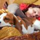 Cão beagle dormindo na cama ao lado de uma mulher sob um cobertor